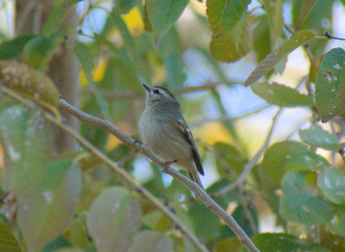Golden-crowned Kinglet - ML646065127