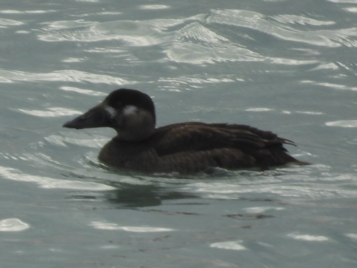 Surf Scoter - ML646065130