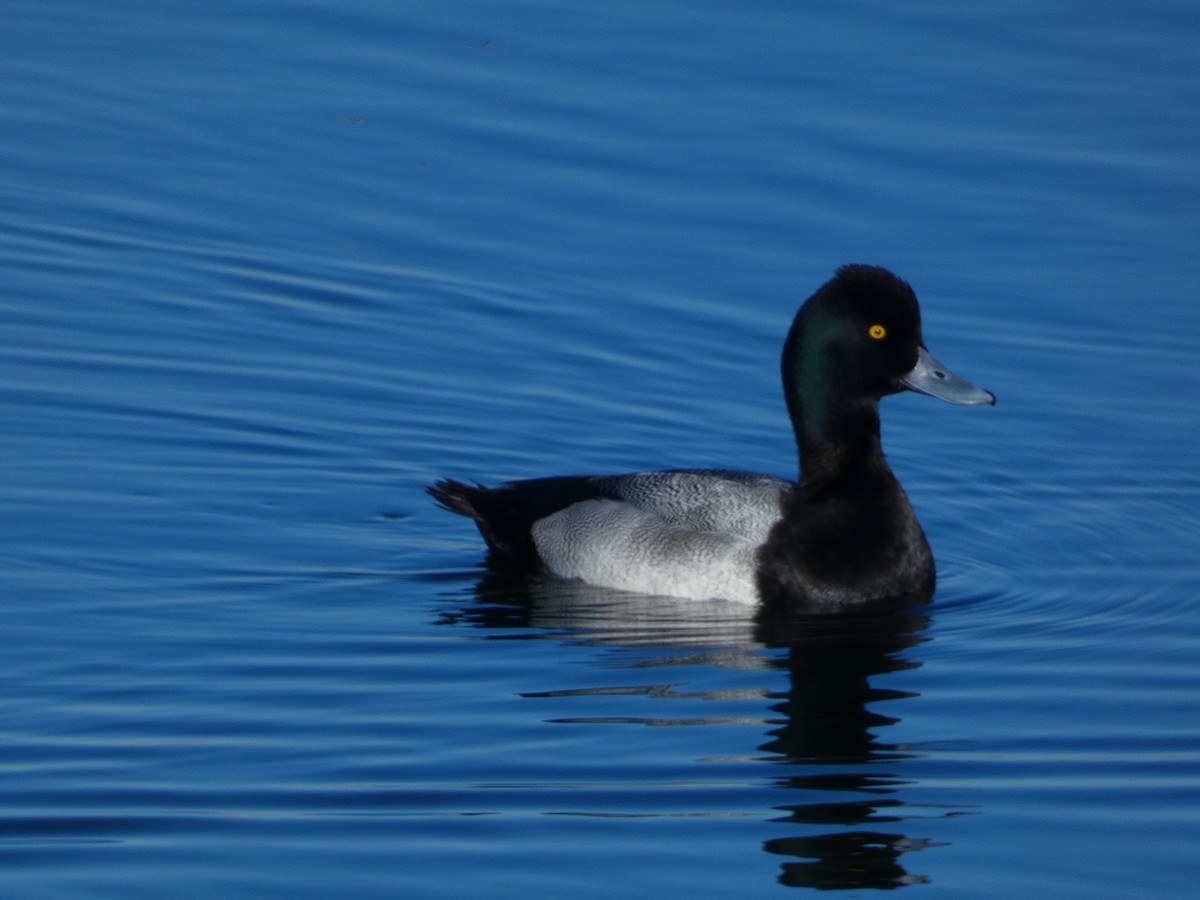 Lesser Scaup - ML646065132