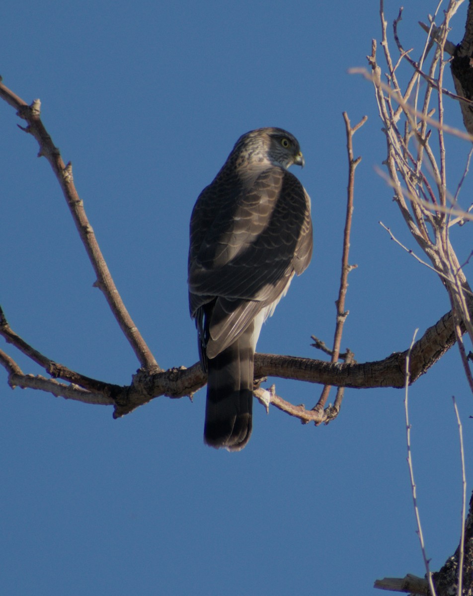 Sharp-shinned/Cooper's Hawk - ML646065133
