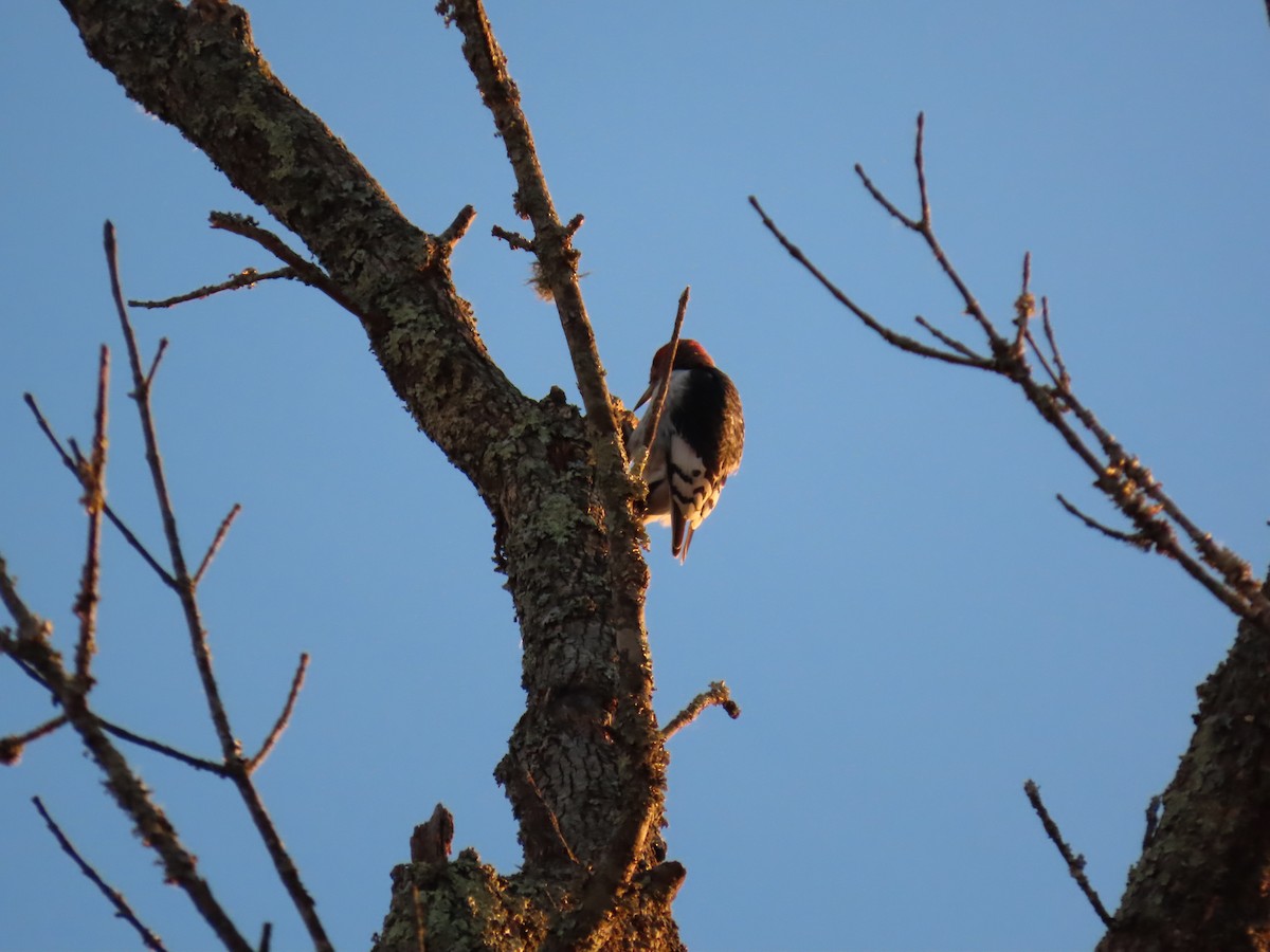 Red-headed Woodpecker - ML646065134