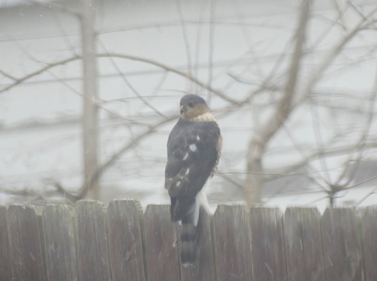 Sharp-shinned Hawk - ML646065137