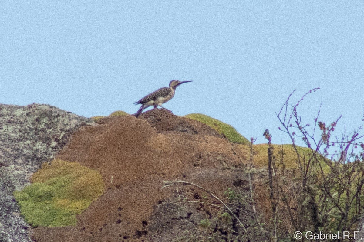 Andean Flicker - ML646065142