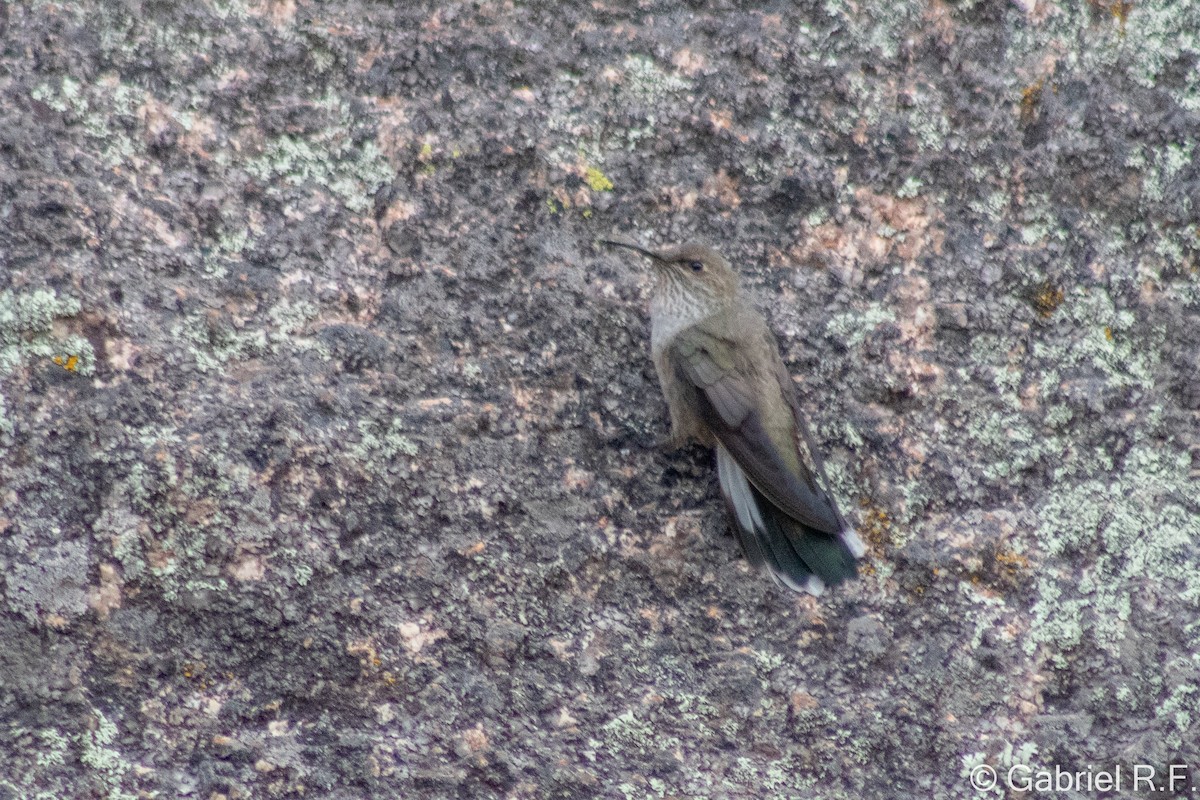 White-sided Hillstar - ML646065151