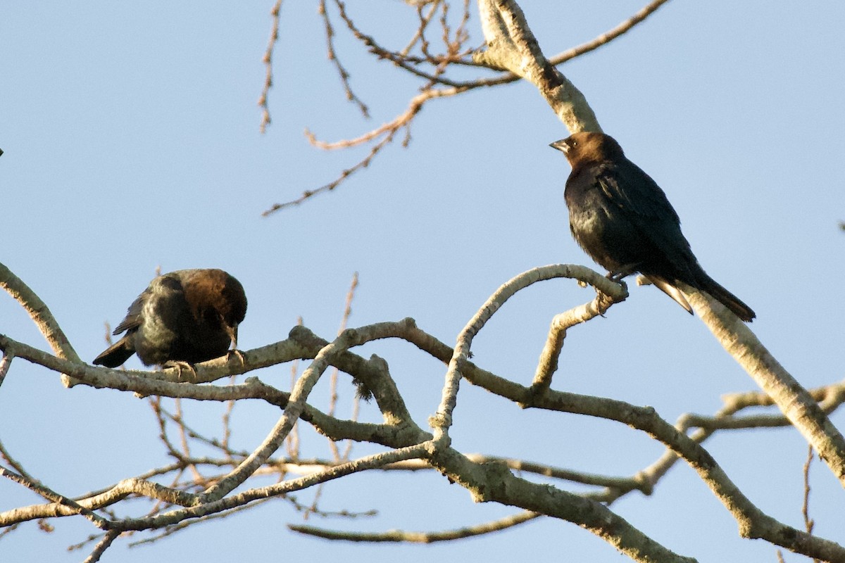 Brown-headed Cowbird - ML646065152