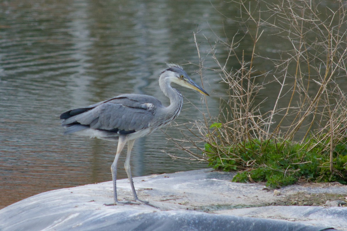Gray Heron - ML646065161