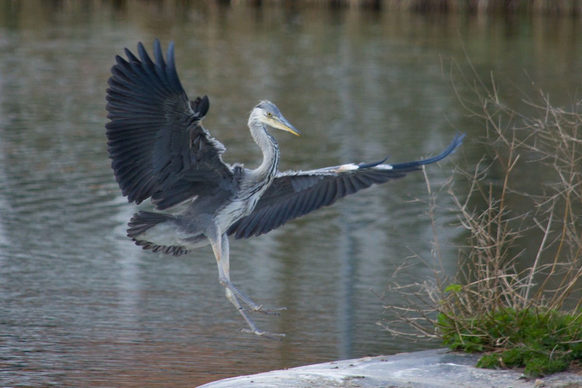 Gray Heron - ML646065162
