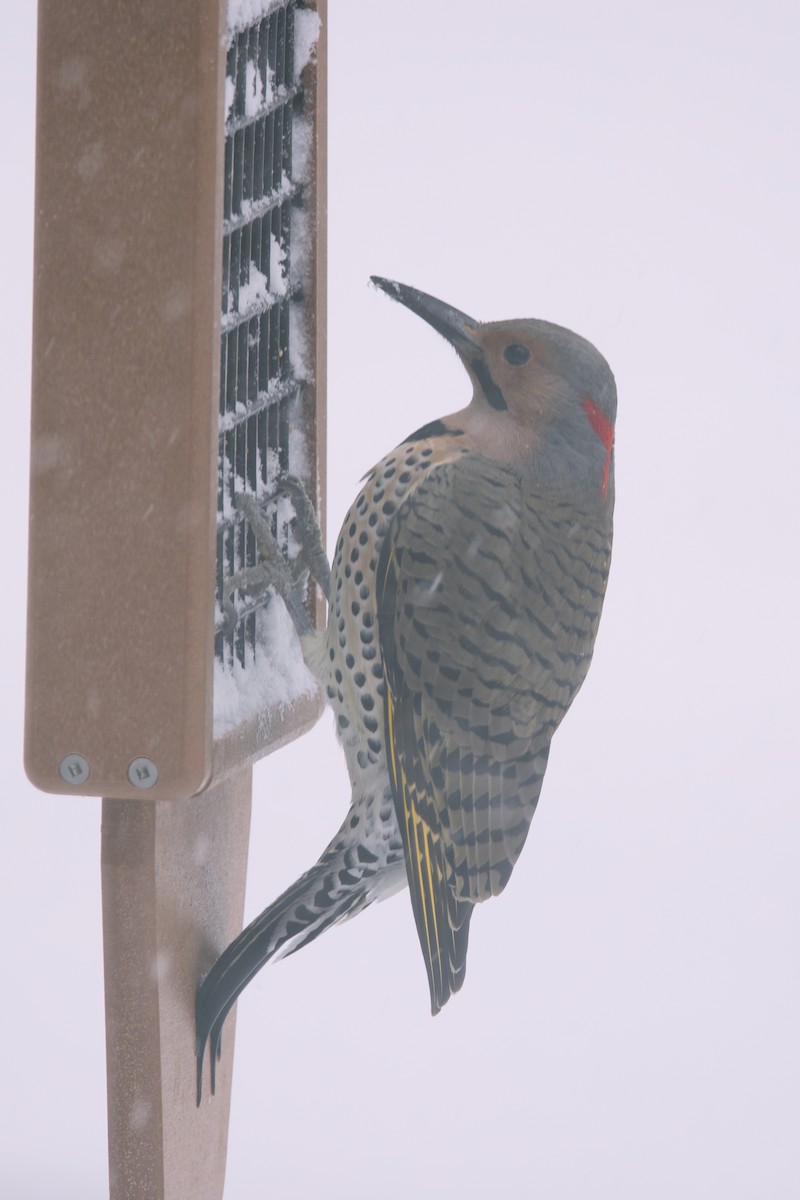 Northern Flicker - ML646065166