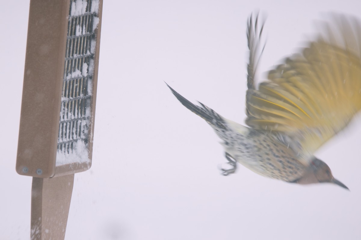 Northern Flicker - ML646065167