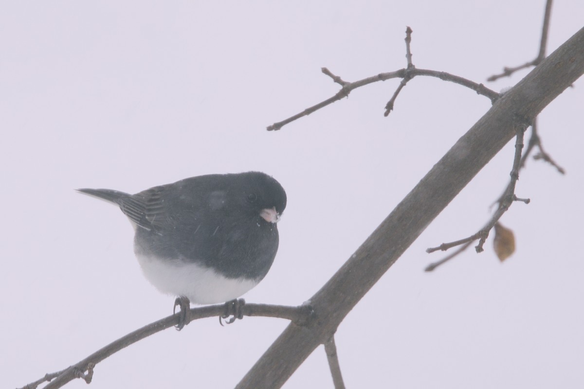 Dark-eyed Junco - ML646065169