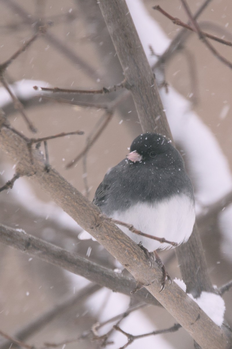 Dark-eyed Junco - ML646065170