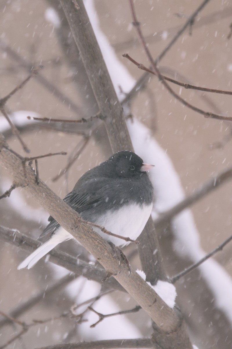 Dark-eyed Junco - ML646065171