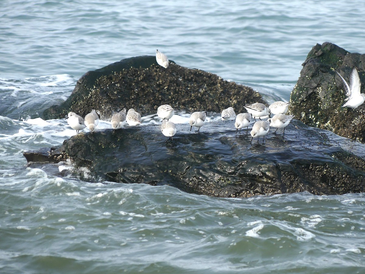 Sanderling - ML646065174