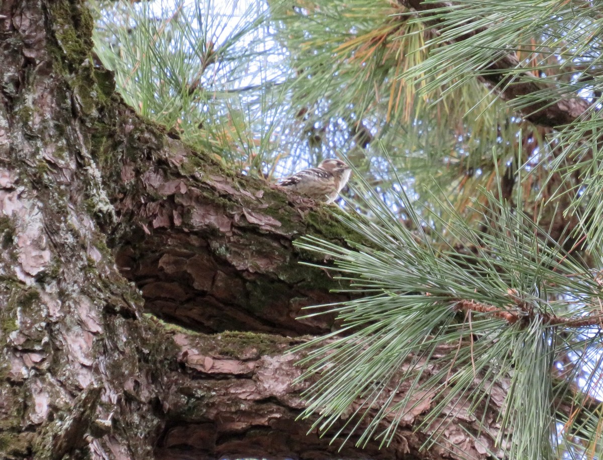 Japanese Pygmy Woodpecker - ML646065186