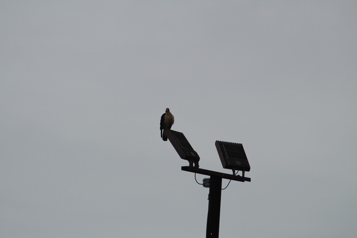 Yellow-headed Caracara - ML646065192