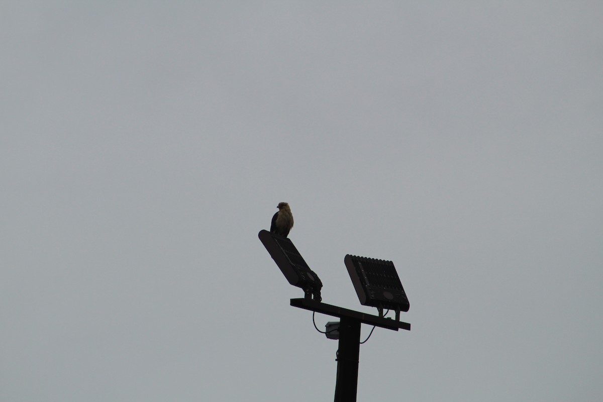 Yellow-headed Caracara - ML646065198