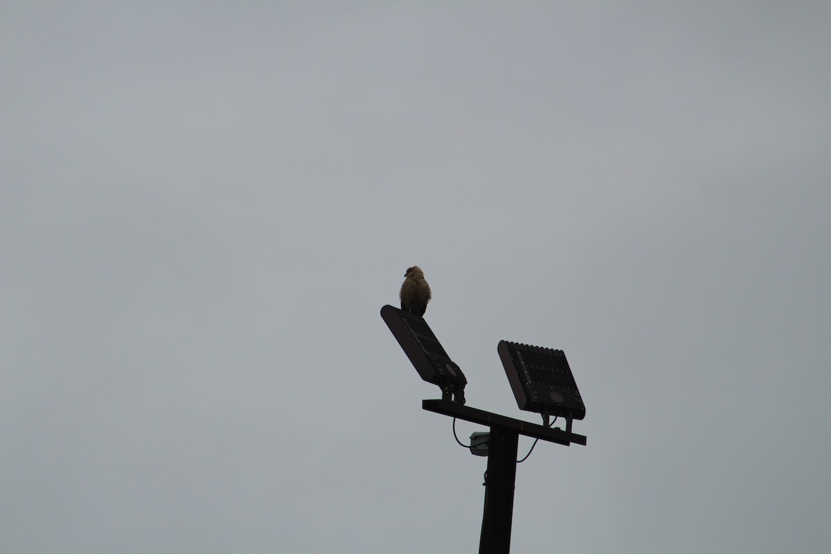 Yellow-headed Caracara - ML646065199