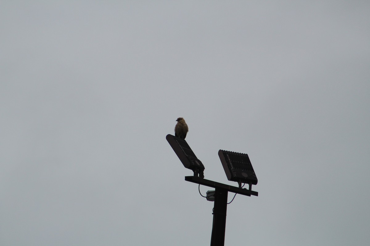 Yellow-headed Caracara - ML646065200