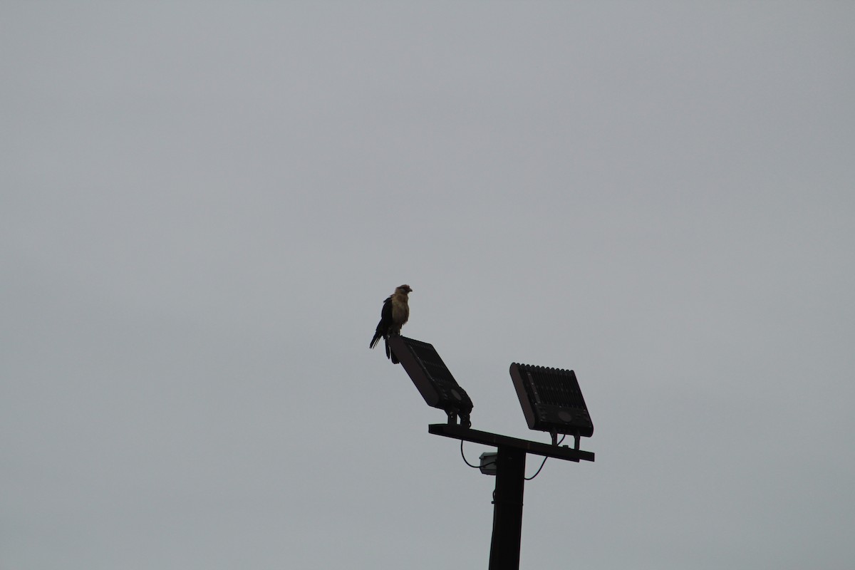 Yellow-headed Caracara - ML646065203