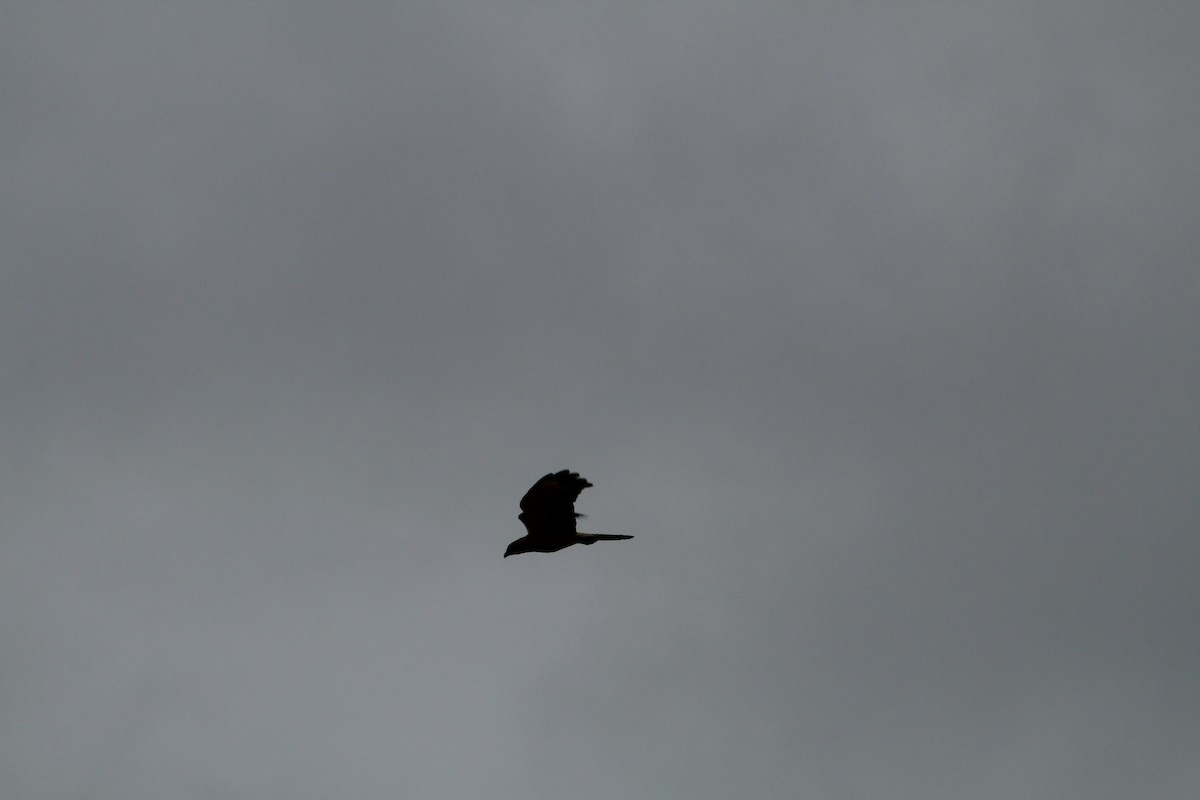 Yellow-headed Caracara - ML646065205
