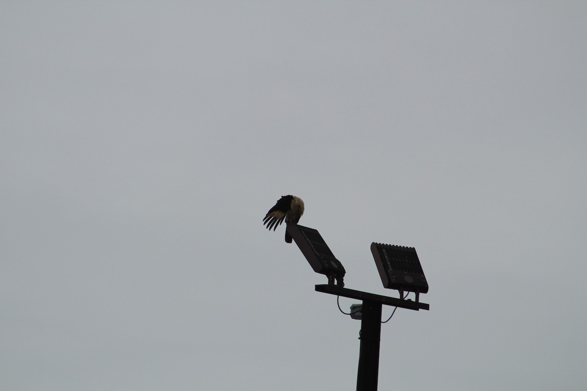 Yellow-headed Caracara - ML646065207