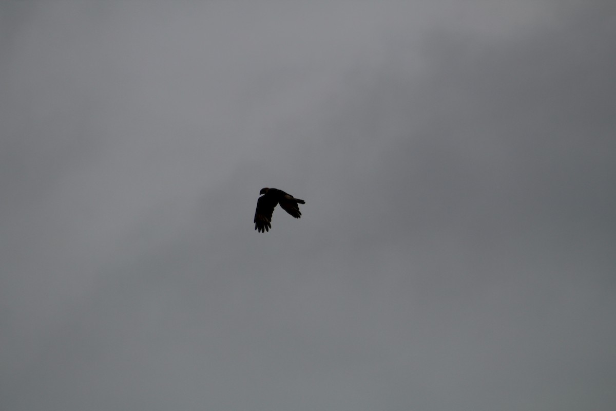 Yellow-headed Caracara - ML646065208