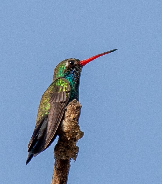 Broad-billed Hummingbird - ML646065209