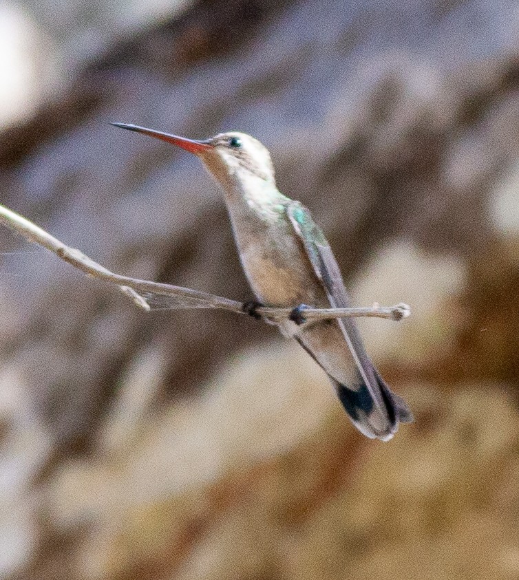 Broad-billed Hummingbird - ML646065211