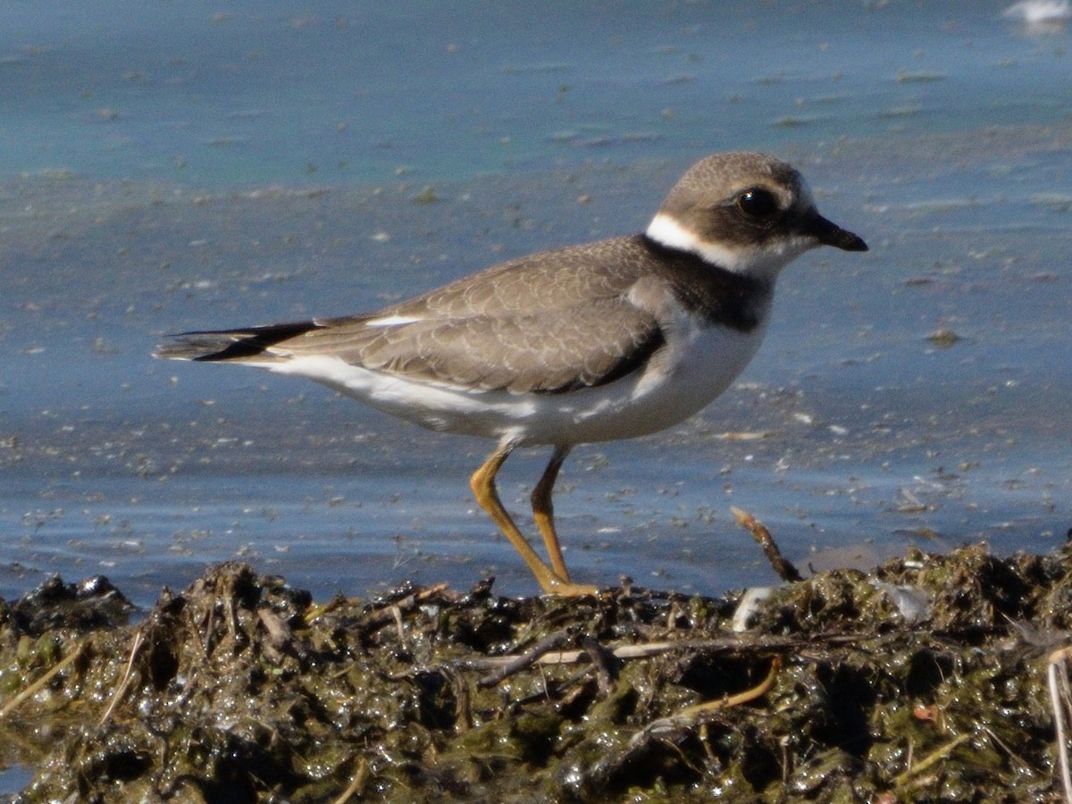 Common Ringed Plover - ML646065214