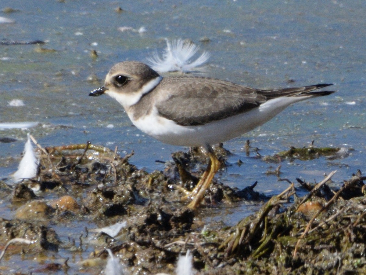 Common Ringed Plover - ML646065215