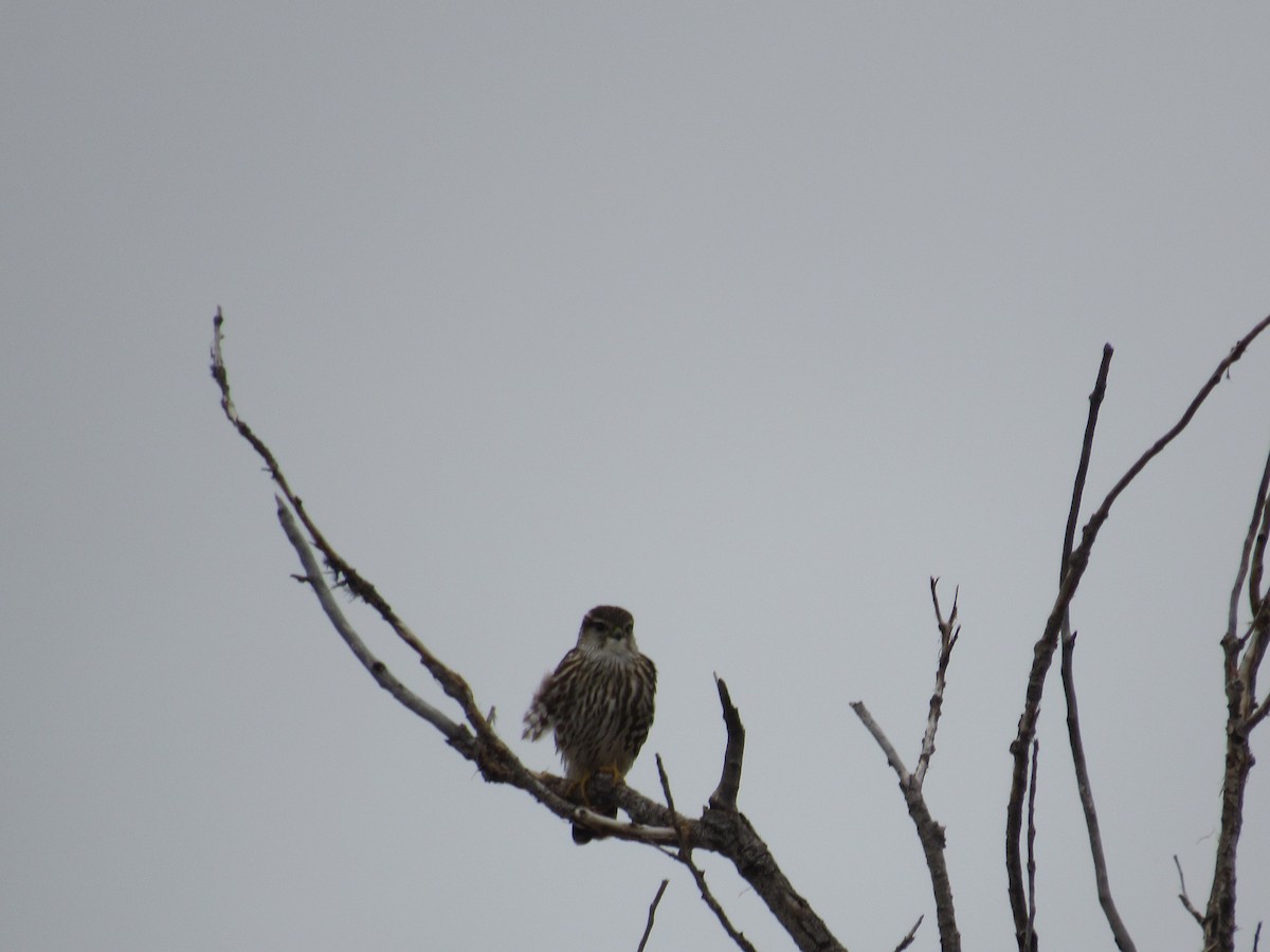 Faucon émerillon - ML646065218