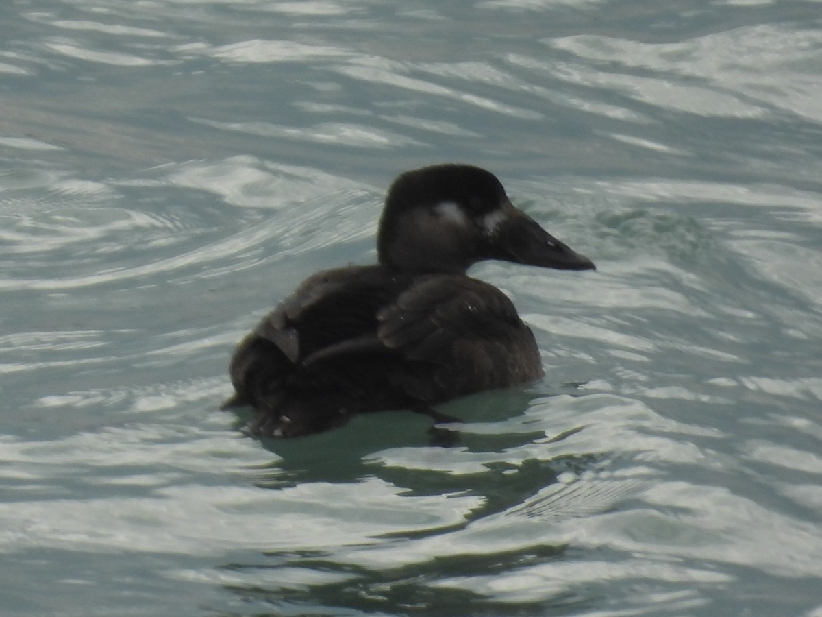 Surf Scoter - ML646065222