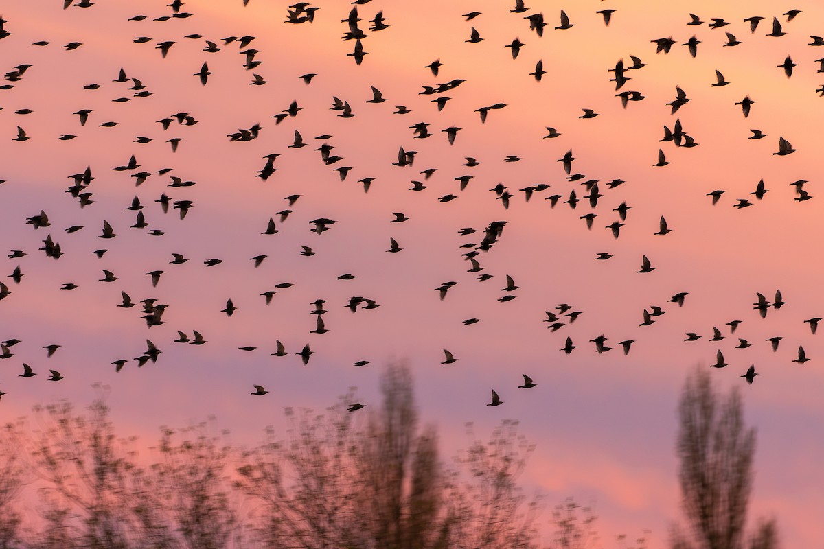 European Starling - ML646065223