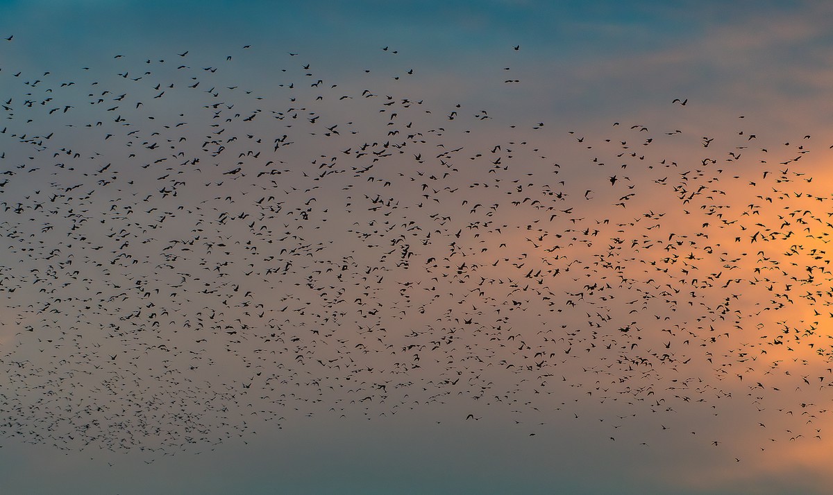 European Starling - ML646065224