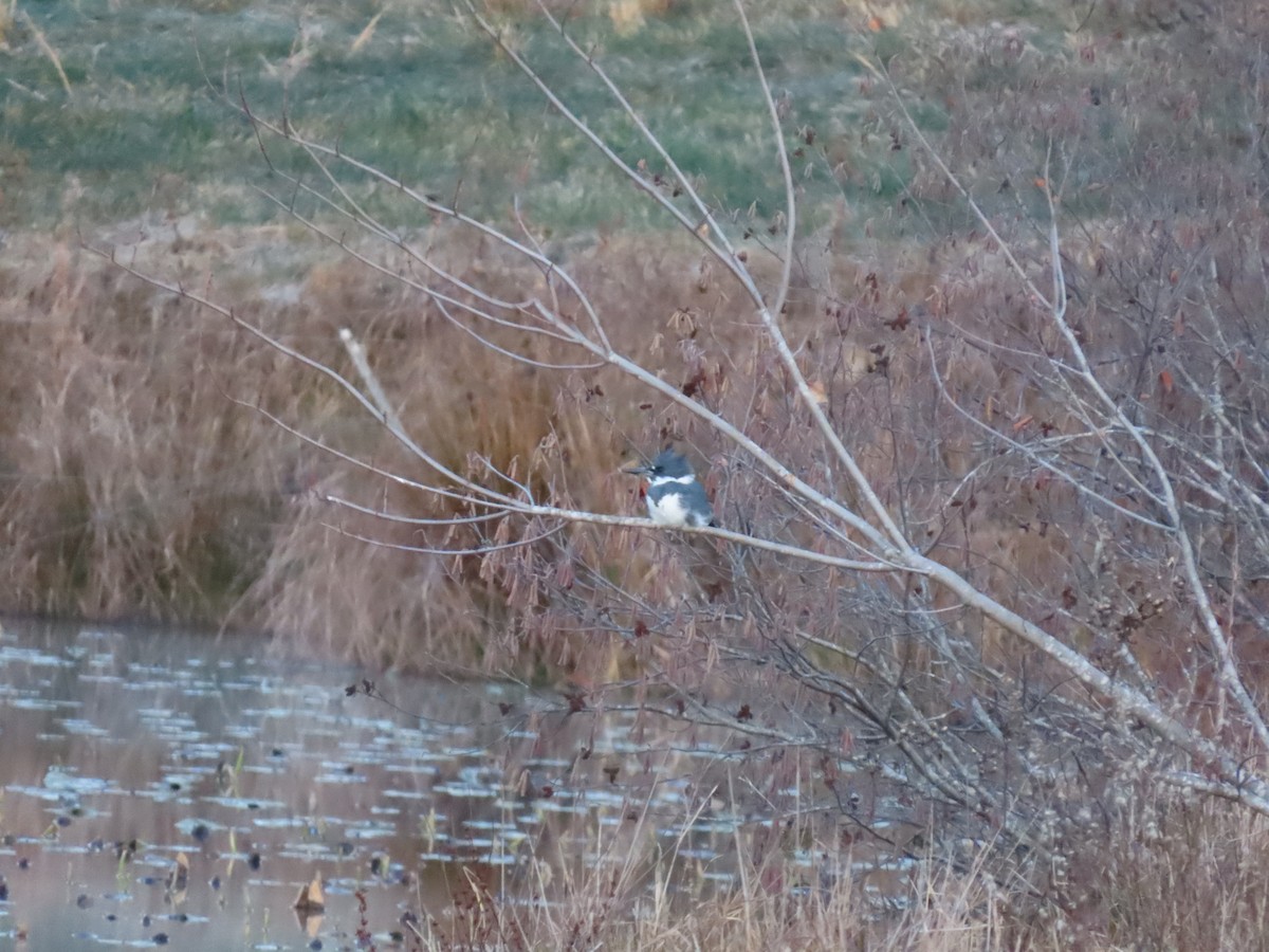 Martin handi iparramerikarra - ML646065229