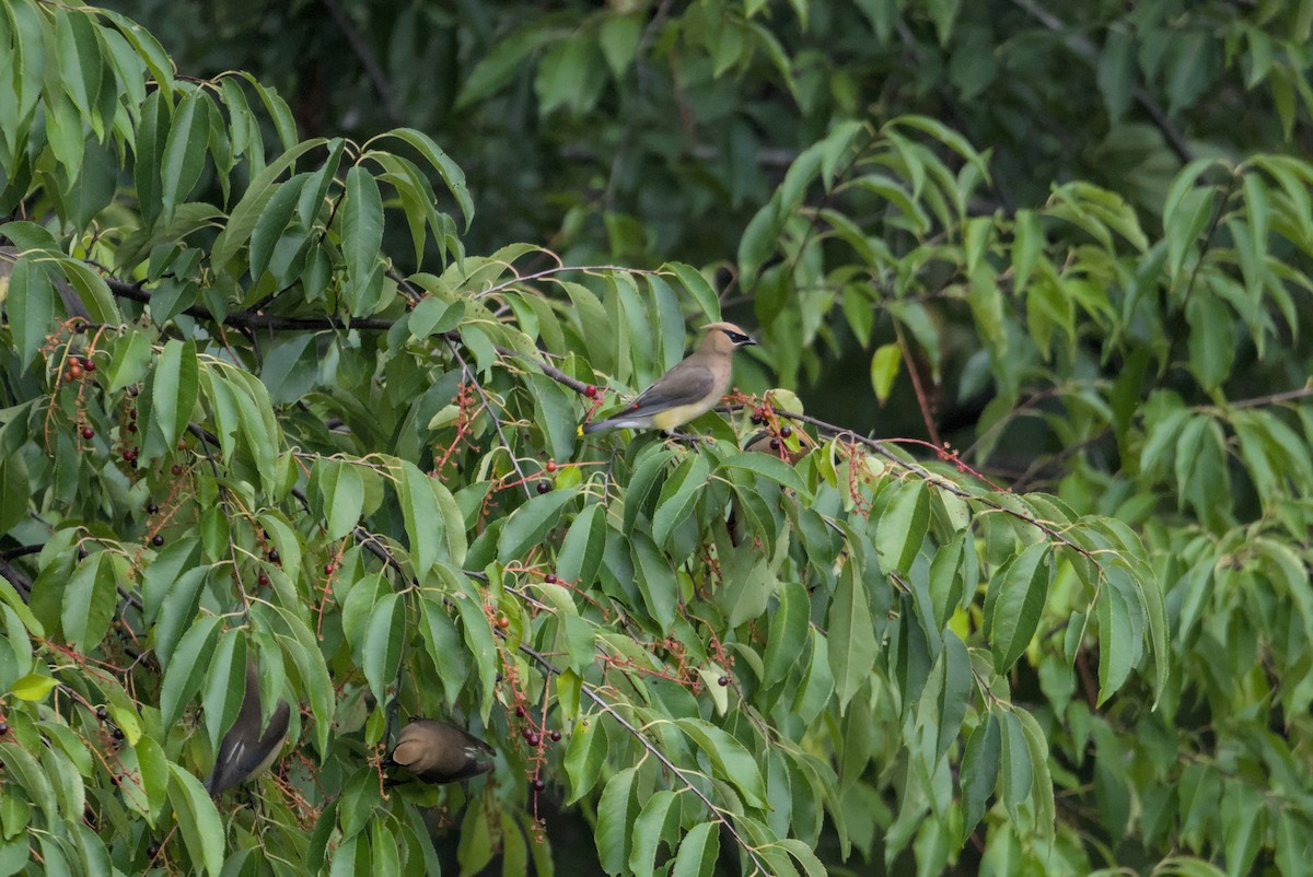 Cedar Waxwing - ML646065247