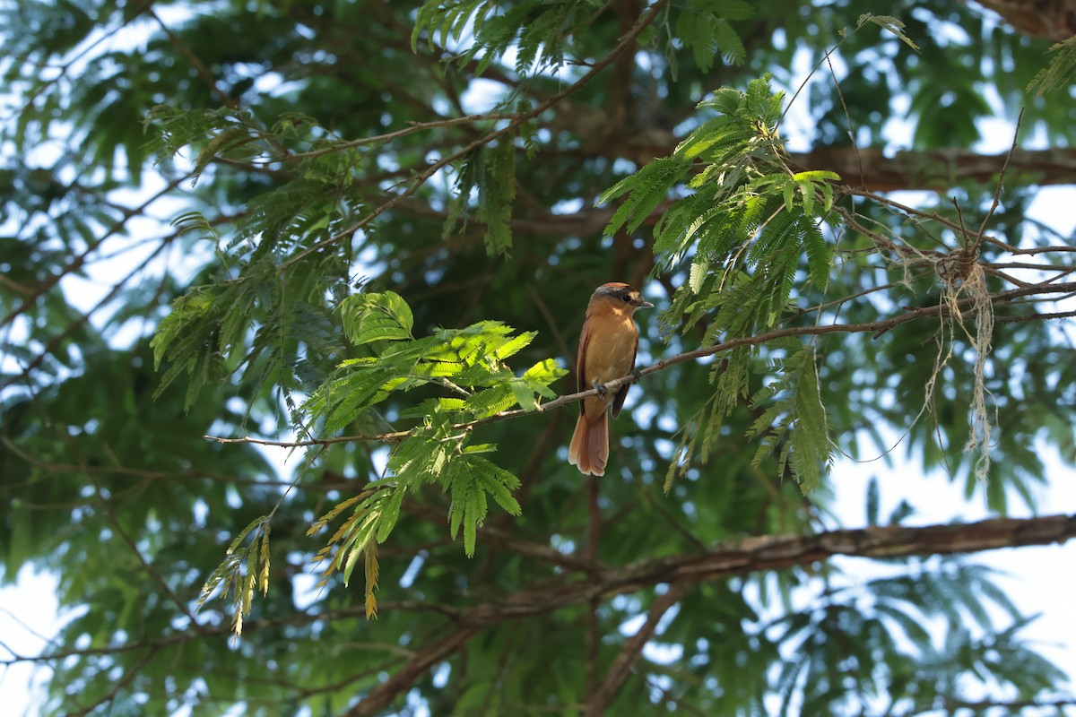 Chestnut-crowned Becard - ML646065254