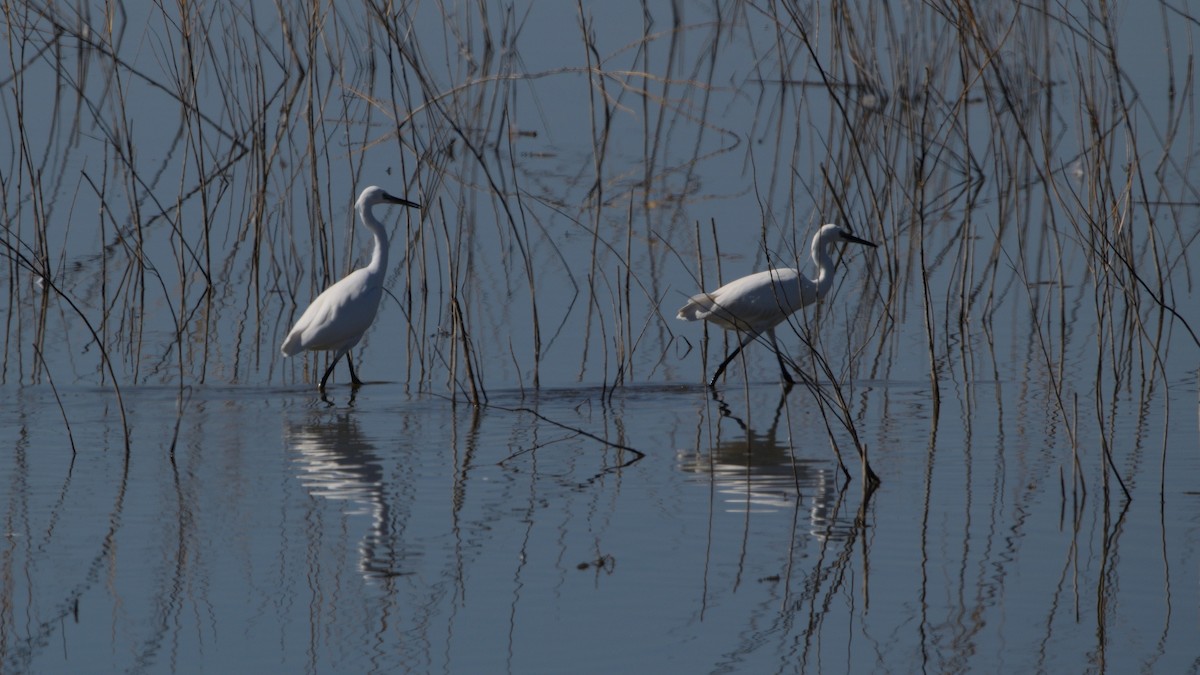 Little Egret - ML646065257
