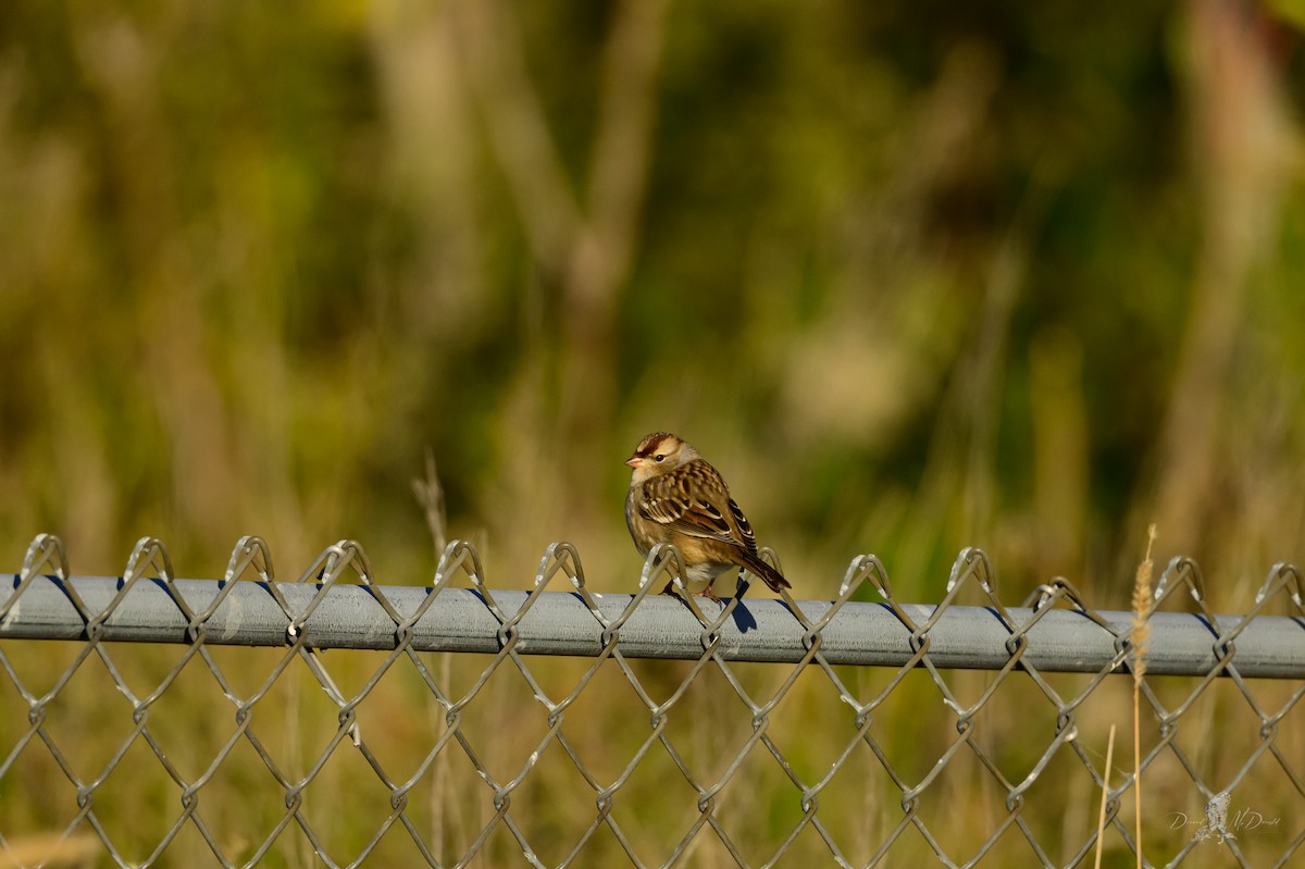 White-crowned Sparrow - ML646065266