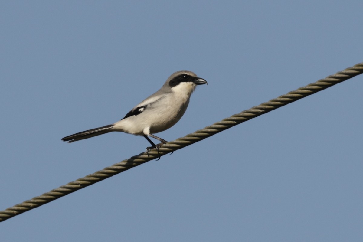 Loggerhead Shrike - ML646065267