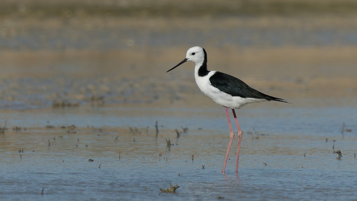 Pied Stilt - ML646065271