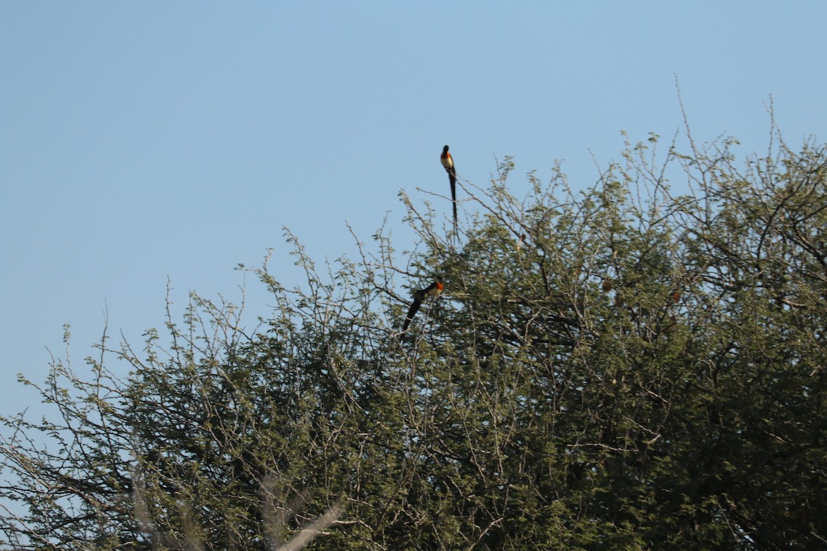 Вдовичка райська - ML646065275