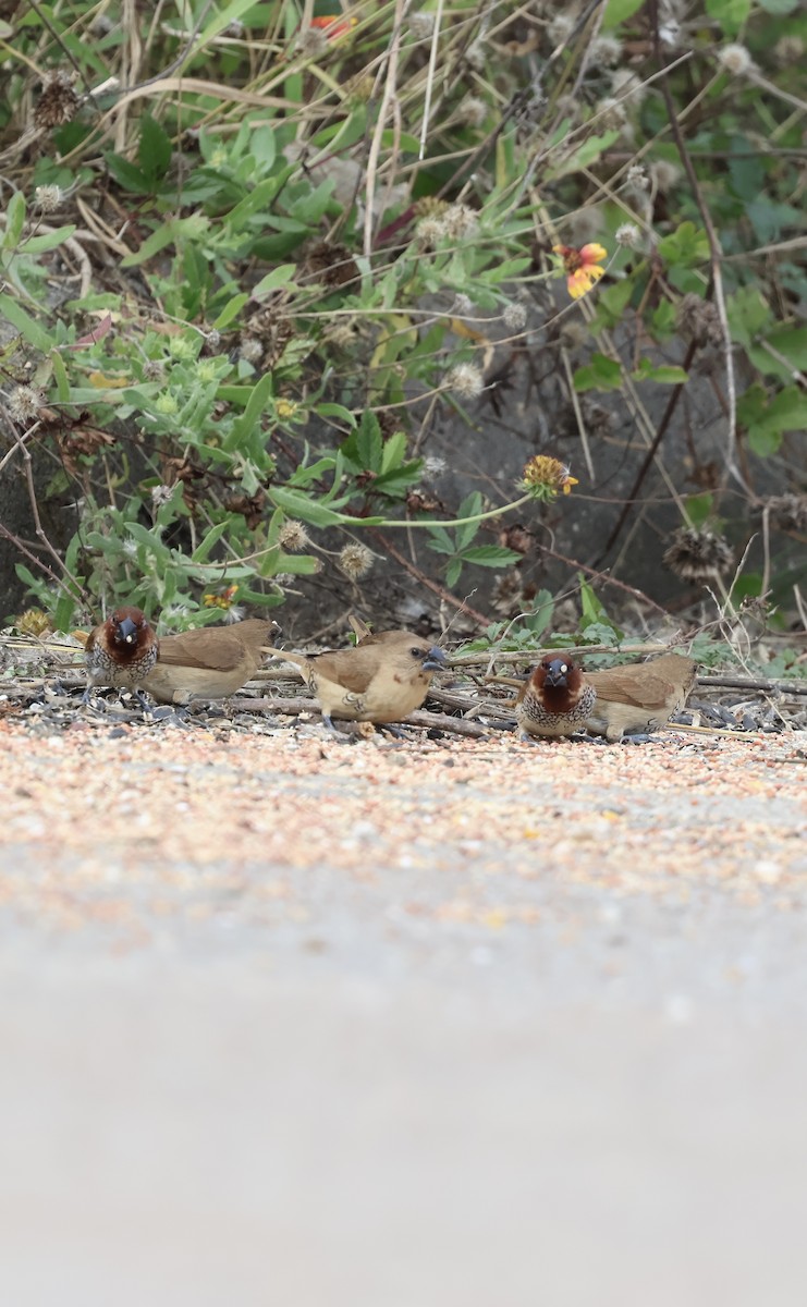 Scaly-breasted Munia - ML646065277