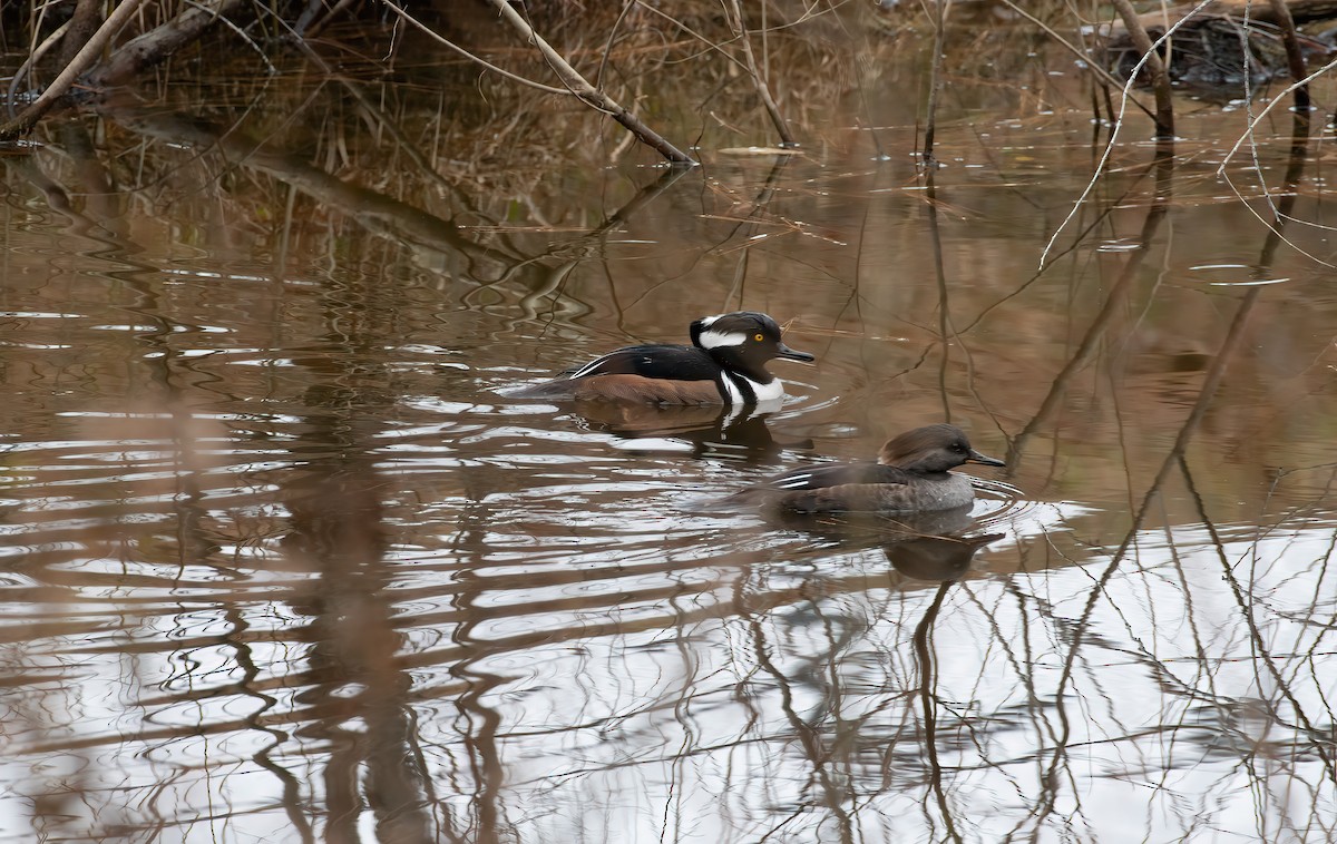 Hooded Merganser - ML646065279