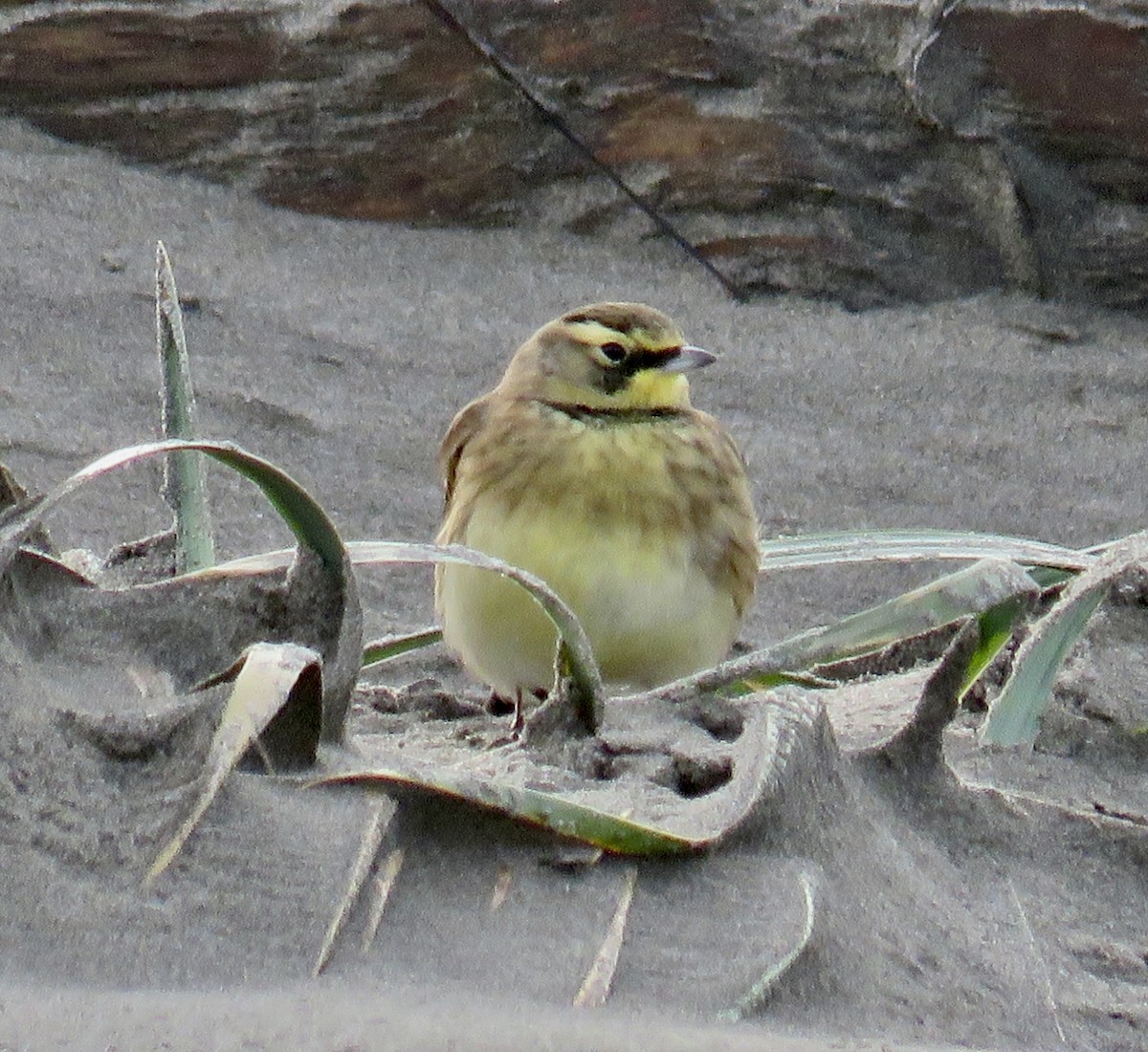 Horned Lark - ML646065284