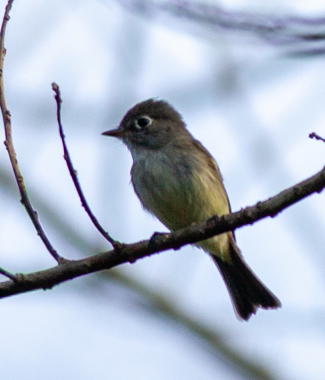 Least Flycatcher - ML646065286
