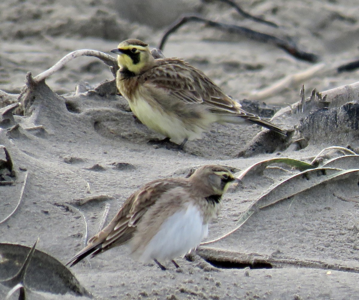 Horned Lark - ML646065292