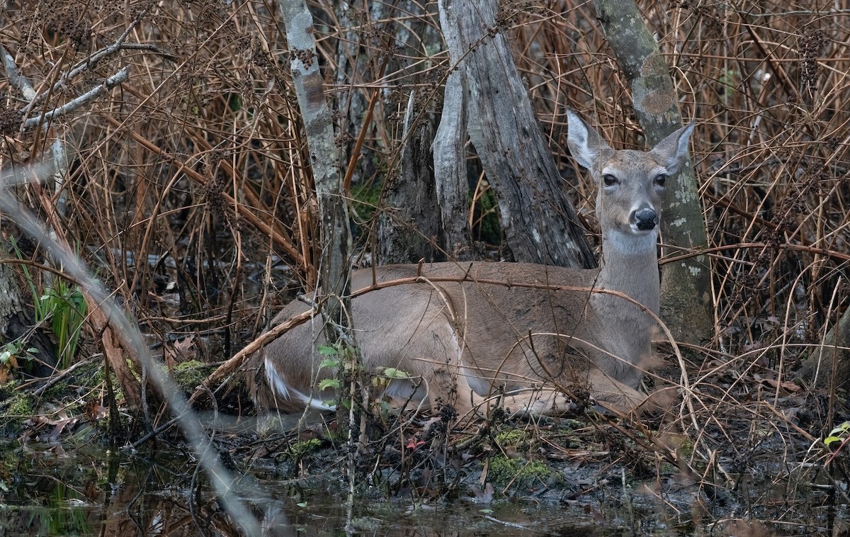 Animals - ML646065294