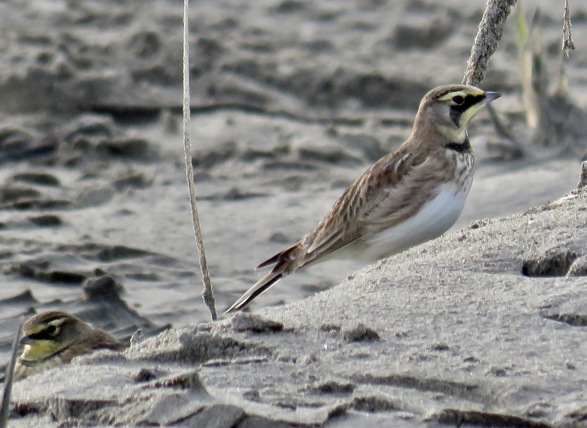 Horned Lark - ML646065295