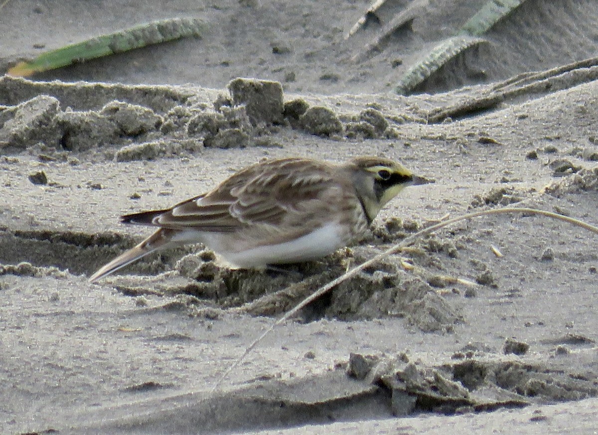 Horned Lark - ML646065296
